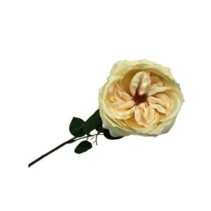 Cream English Rose Stem rental by ILLUME